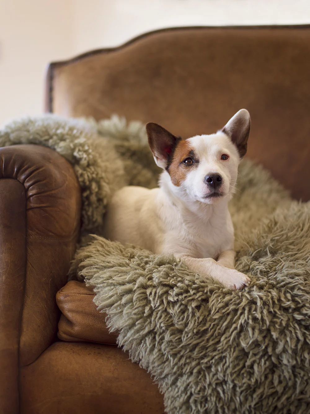 hypoallergenic rugs for people with allergies